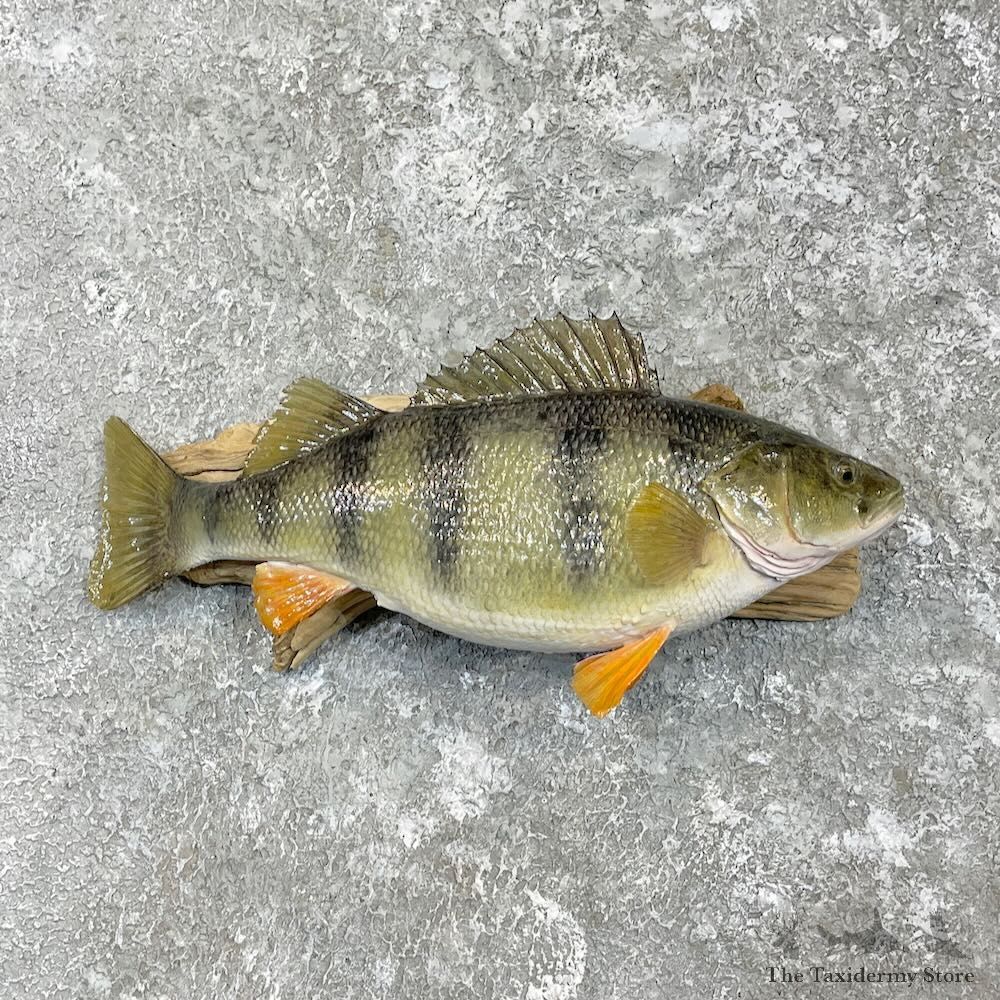 Yellow Perch Fish Mount For Sale #27324 @ The Taxidermy Store