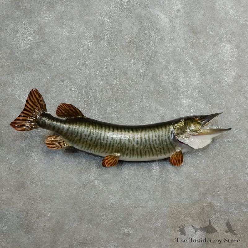 Musky Fish Mount For Sale #17786 - The Taxidermy Store