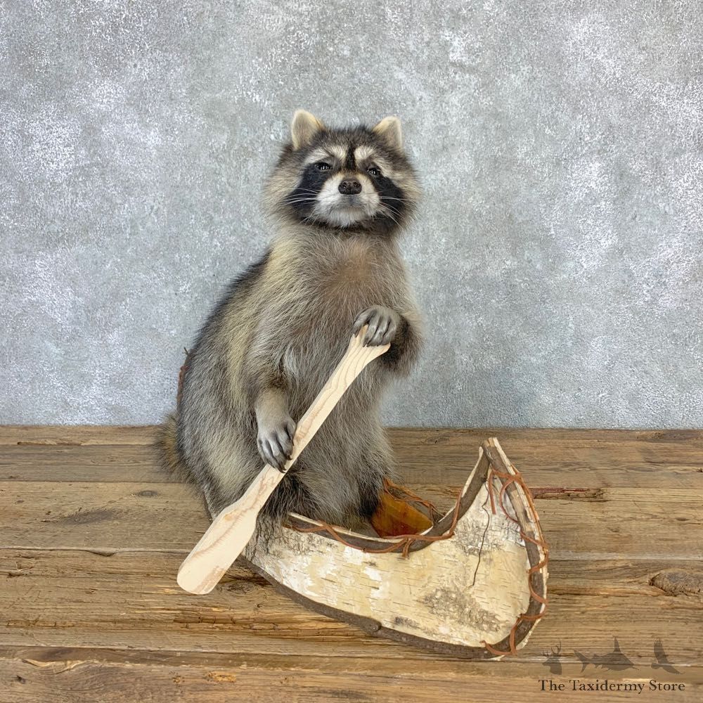 Canoeing Raccoon Novelty Mount For Sale #23201 @ The Taxidermy Store