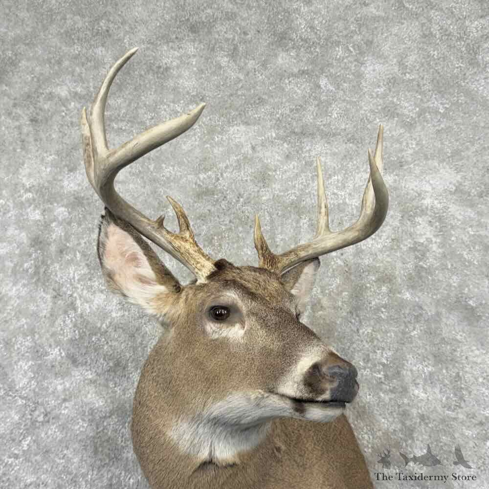 Whitetail Deer Shoulder Mount For Sale #32204 @ The Taxidermy Store