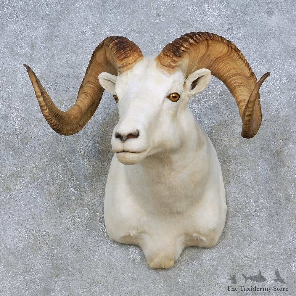 Dall Sheep Shoulder Mount For Sale #15074 @ The Taxidermy Store