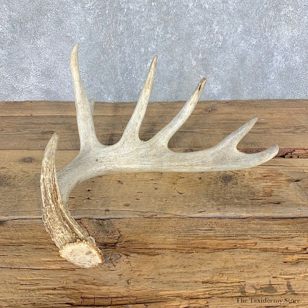 Whitetail Deer Antler Shed For Sale #21509 @ The Taxidermy Store