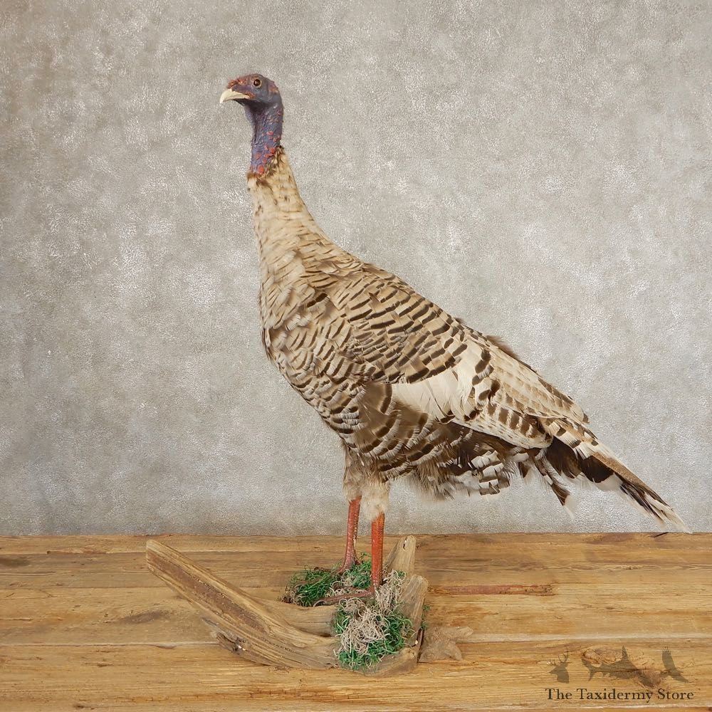 Smokey-Grey Turkey Hen Bird Mount For Sale #21384 @ The Taxidermy Store