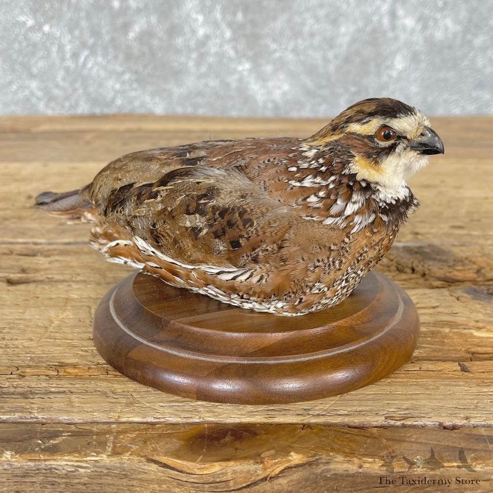 Bobwhite Quail Bird Mount For Sale #24839 @ The Taxidermy Store