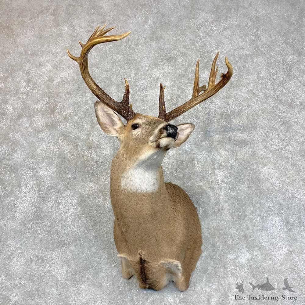Whitetail Deer Shoulder Mount #22788 For Sale - The Taxidermy Store