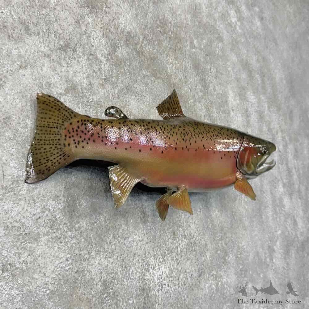 Rainbow Trout Fish Mount For Sale #30449 @ The Taxidermy Store