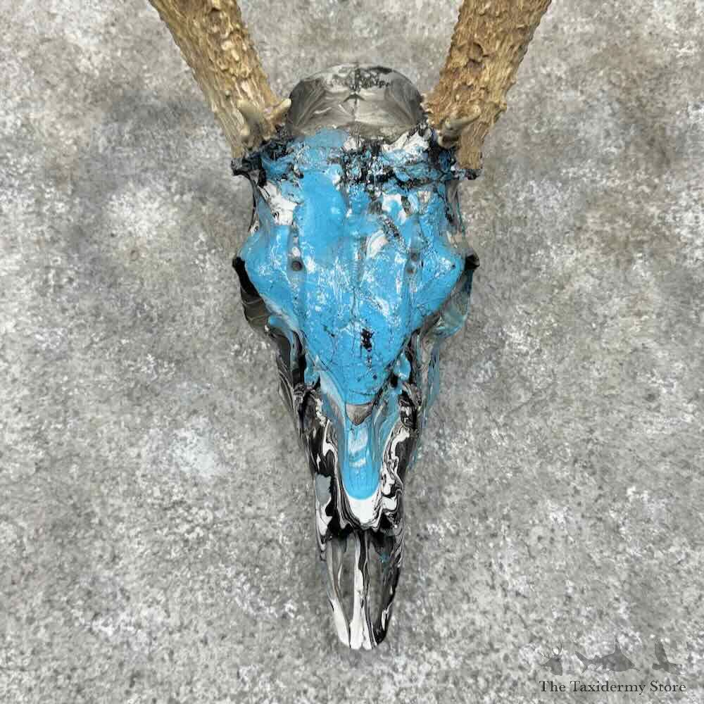 Whitetail Deer Skull European Mount For Sale #31665 @ The Taxidermy Store