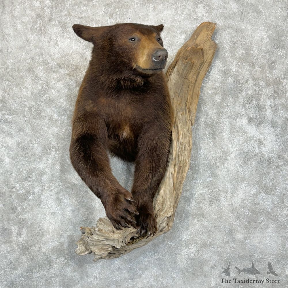 Cinnamon Black Bear 1/2 Life-Size Mount For Sale #29439 - The Taxidermy Store