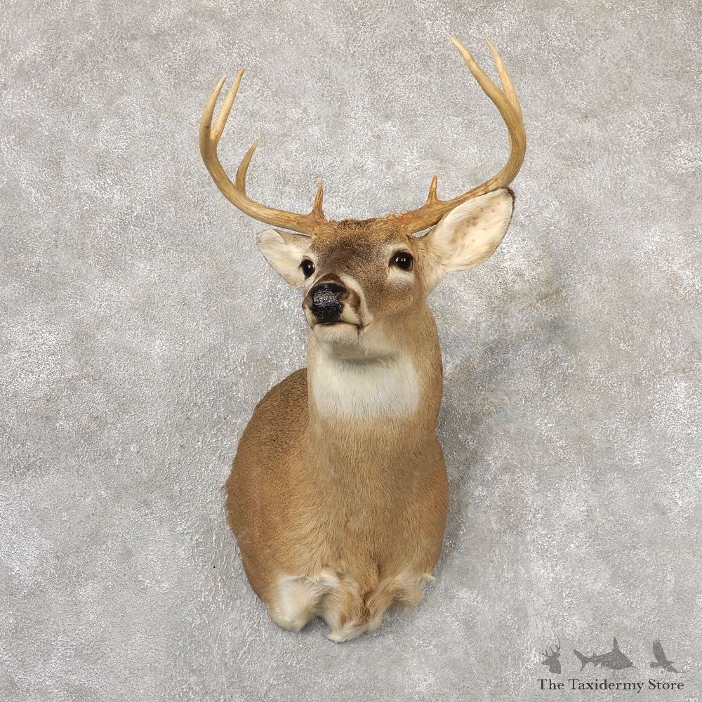 Whitetail Deer Shoulder Mount For Sale #18864 @ The Taxidermy Store