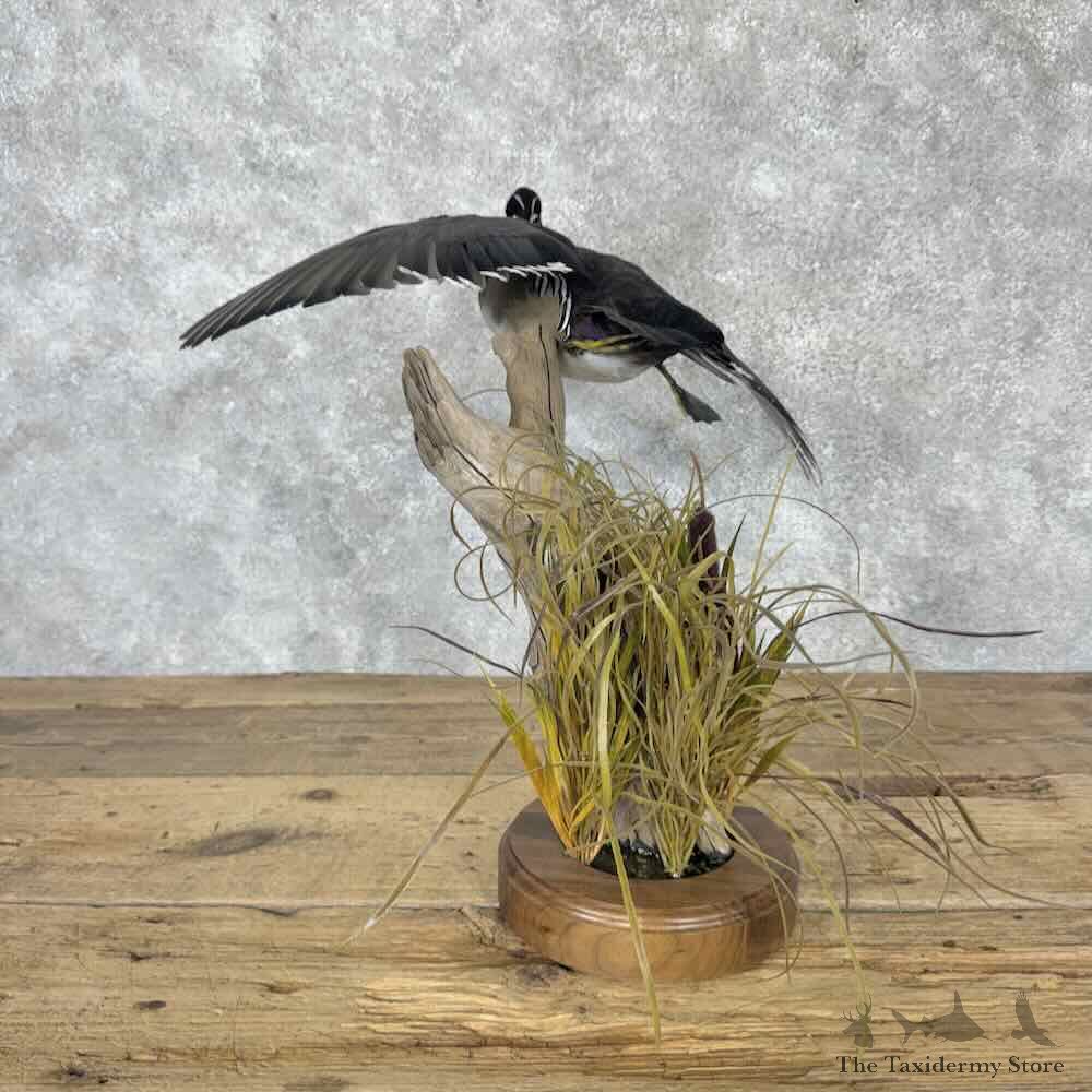 Wood Duck Bird Mount For Sale #31624 @ The Taxidermy Store