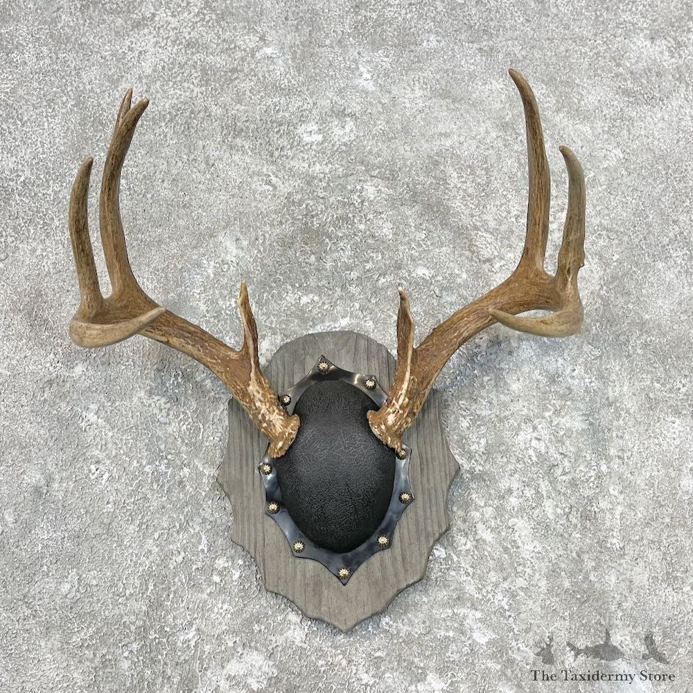 Whitetail Deer Antler Plaque Mount For Sale #26850 @ The Taxidermy Store