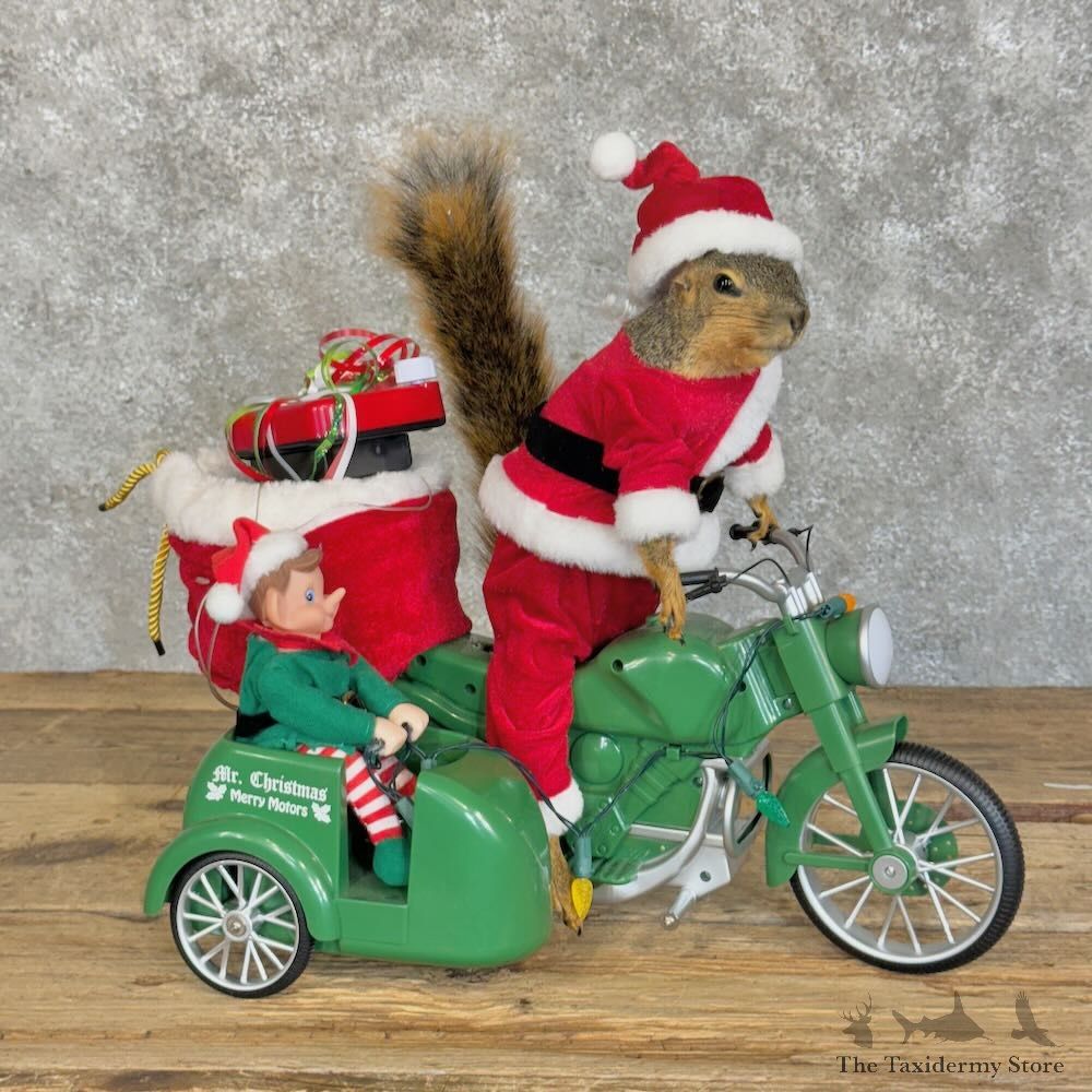 Fox Squirrel Life Size Novelty Mount For Sale #28895 @ The Taxidermy Store