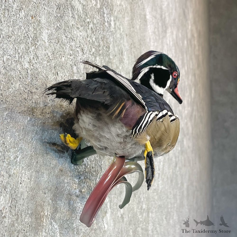Wood Duck Taxidermy Bird Mount For Sale #26062 @ The Taxidermy Store