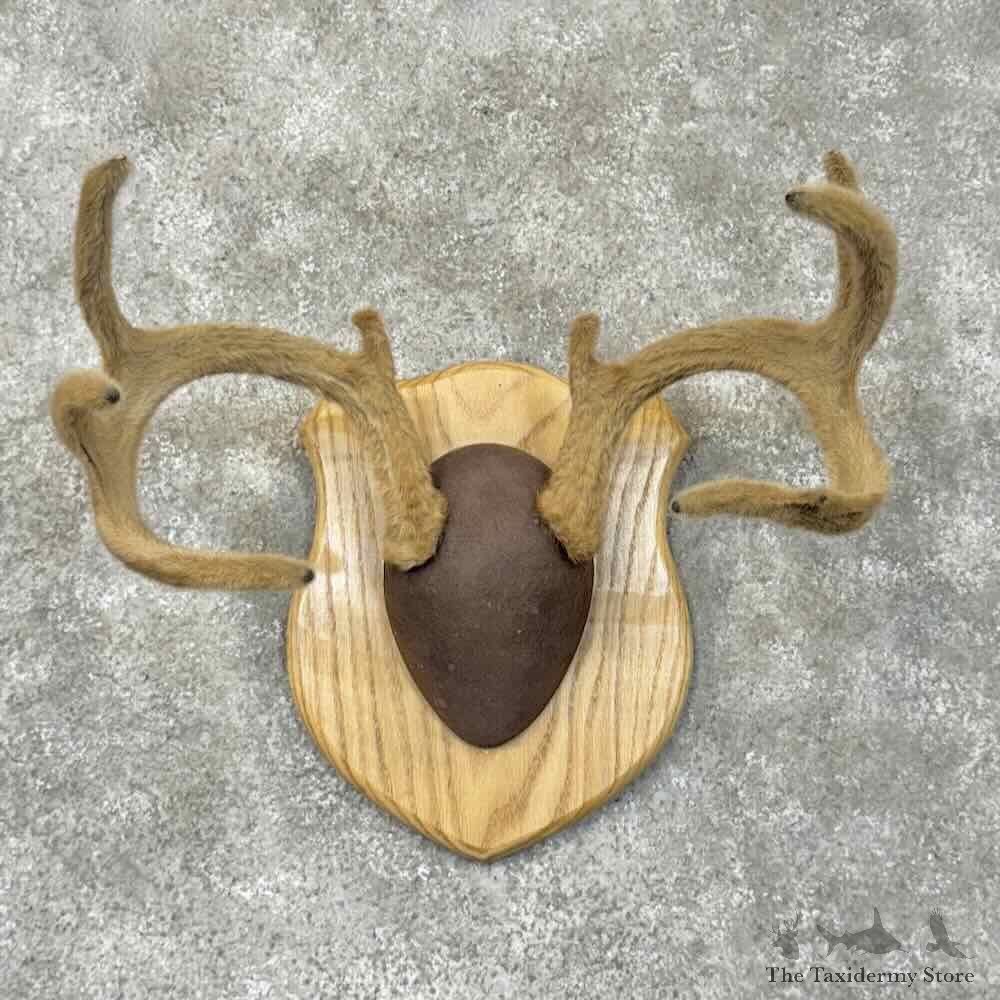 Whitetail Deer Antler Plaque Mount For Sale #30510 @ The Taxidermy Store