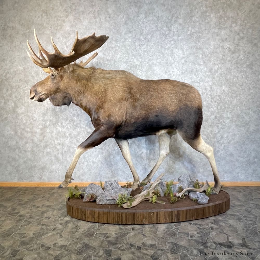 Alaskan Yukon Moose Life-Size Taxidermy Mount For Sale #25916 - The Taxidermy Store