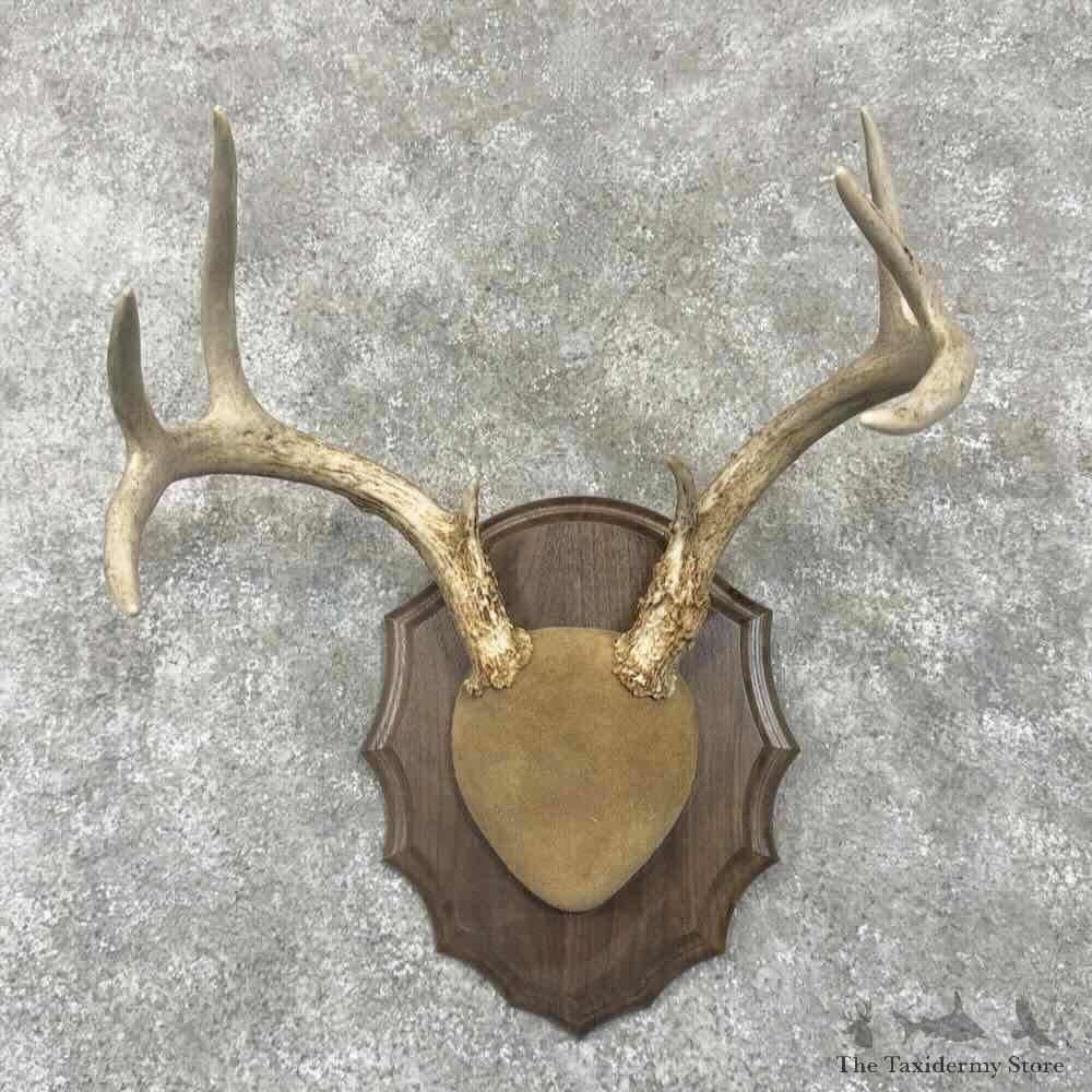 Whitetail Deer Antler Plaque Mount For Sale #30644 @ The Taxidermy Store