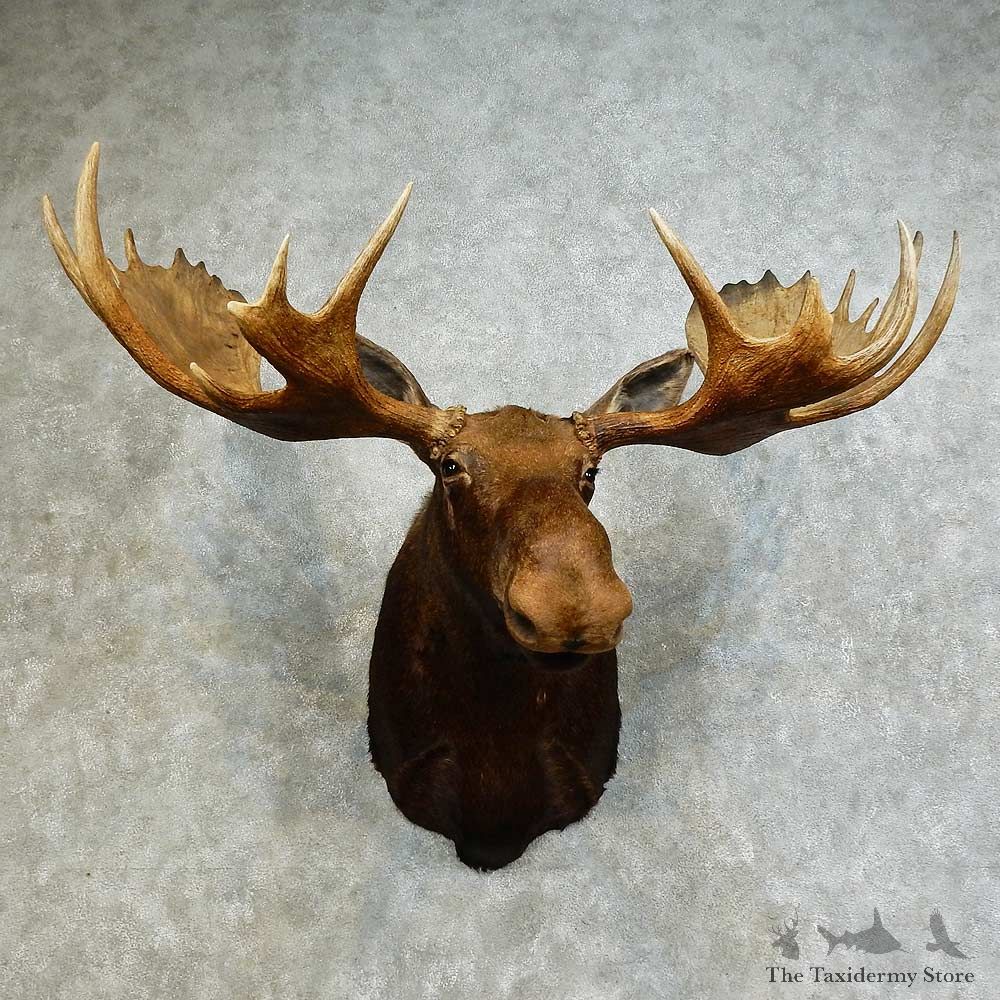 Alaskan Yukon Moose Shoulder Mount For Sale #16143 @ The Taxidermy Store