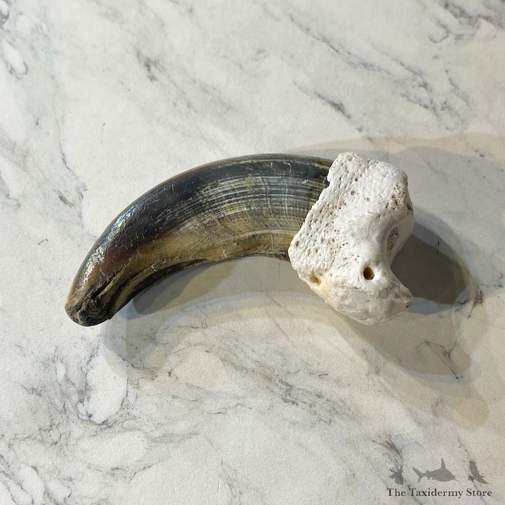 Grizzly Bear Claw For Sale #26020 @ The Taxidermy Store