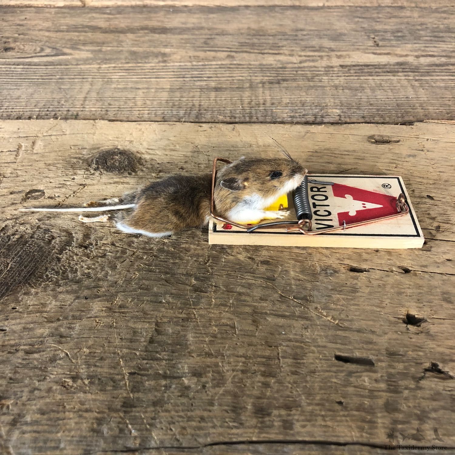 Mouse Trap Novelty Mount For Sale #19895 @ The Taxidermy Store