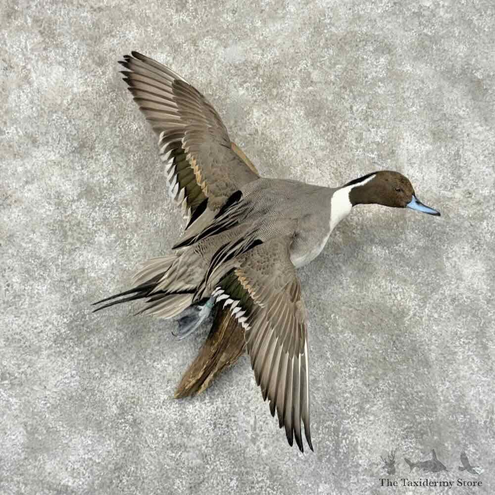 Northern Pintail Duck Bird Mount For Sale #32017 @ The Taxidermy Store