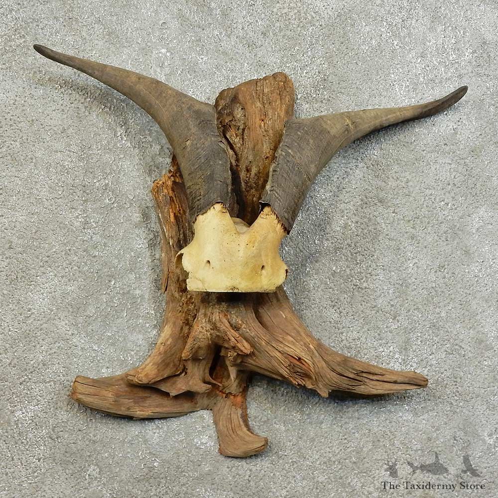 Catalina Goat Horn Mount For Sale #16010 @ The Taxidermy Store