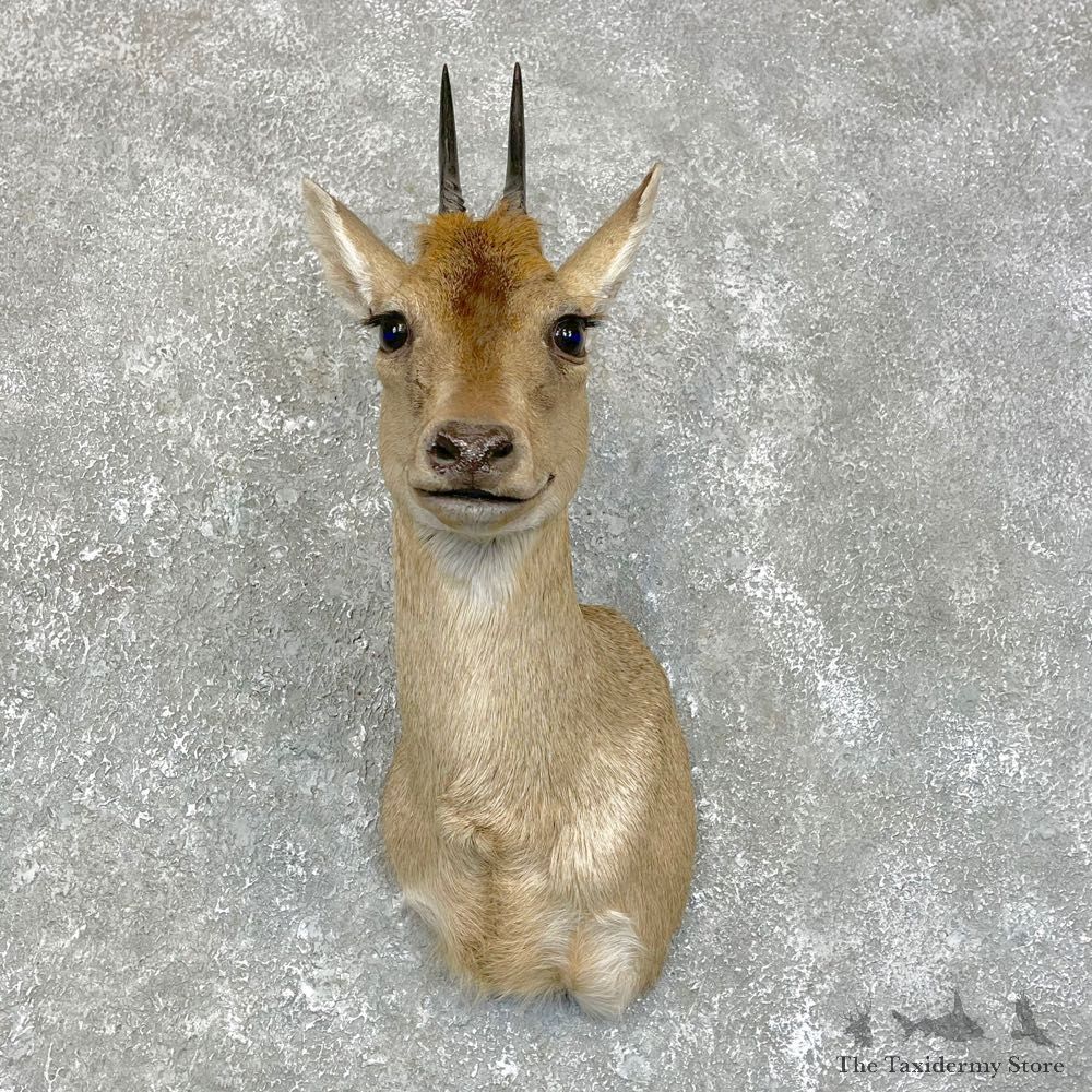 Duiker Shoulder Taxidermy Mount #24189 For Sale @ The Taxidermy Store