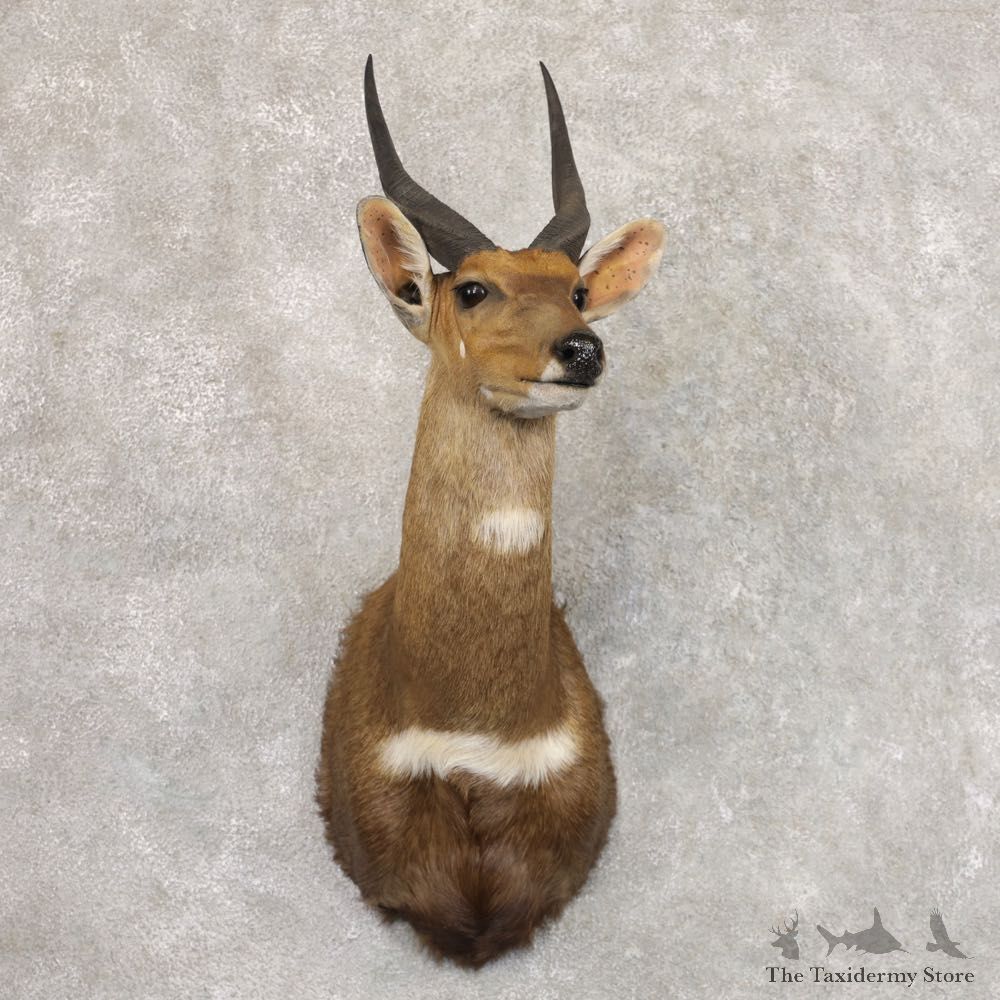 Cape Bushbuck Shoulder Mount For Sale #22165 @ The Taxidermy Store