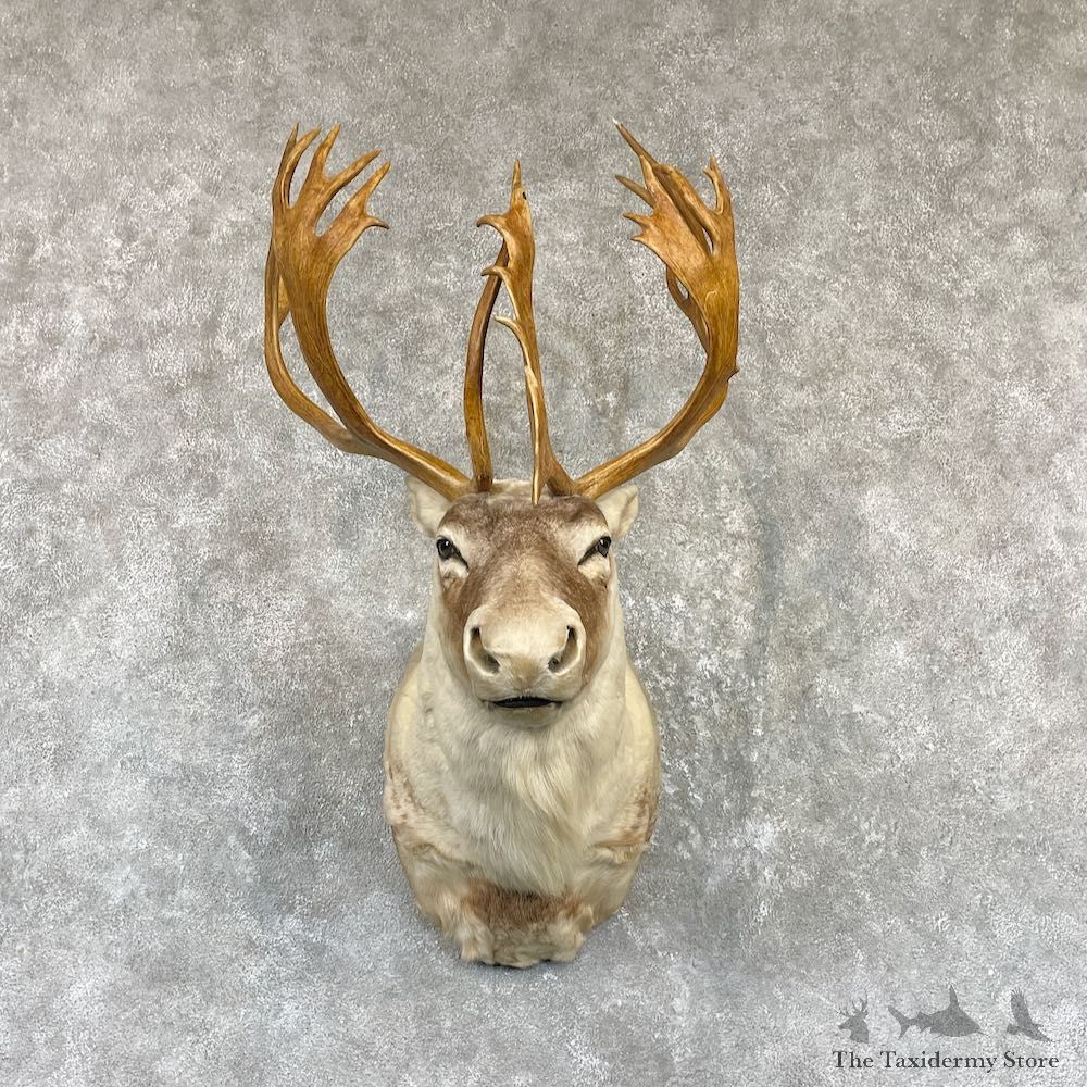 Canadian Barren Ground Caribou Mount For Sale #26482 @ The Taxidermy Store