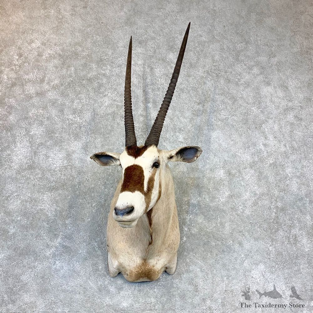 African Gemsbok Shoulder Mount For Sale #23396 @ The Taxidermy Store 1