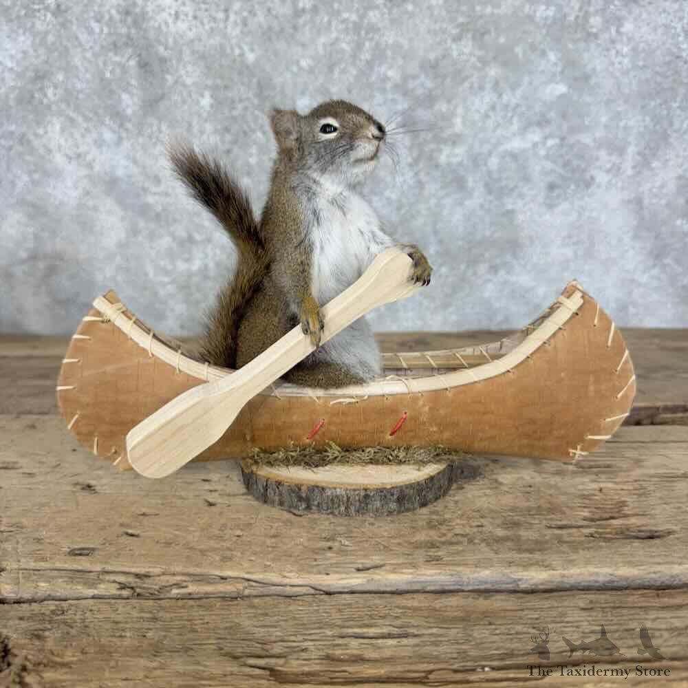 Canoeing Red Squirrel Novelty Mount For Sale #31590 @ The Taxidermy Store