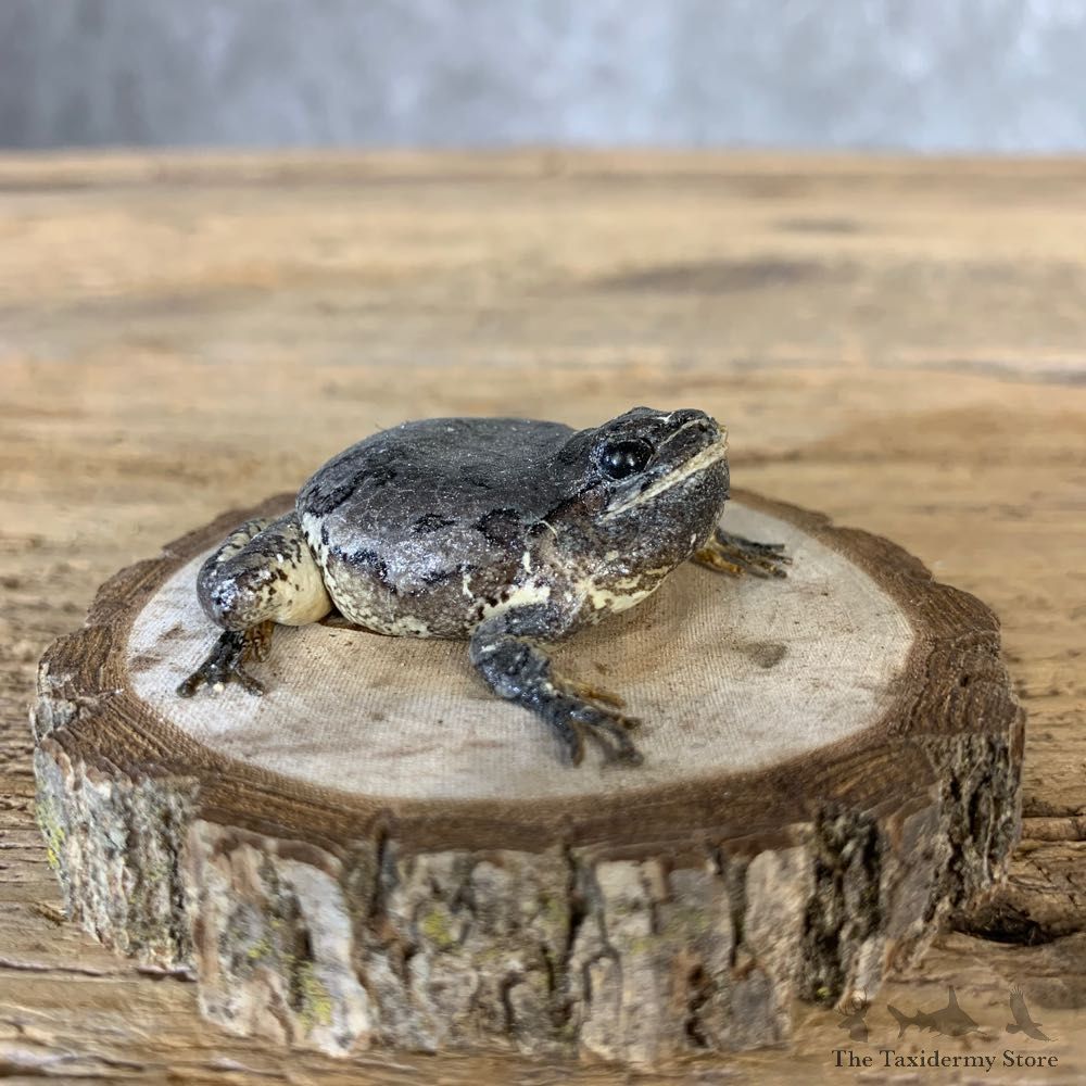 Grey Tree Frog Taxidermy Mount For Sale #21369 @ The Taxidermy Store