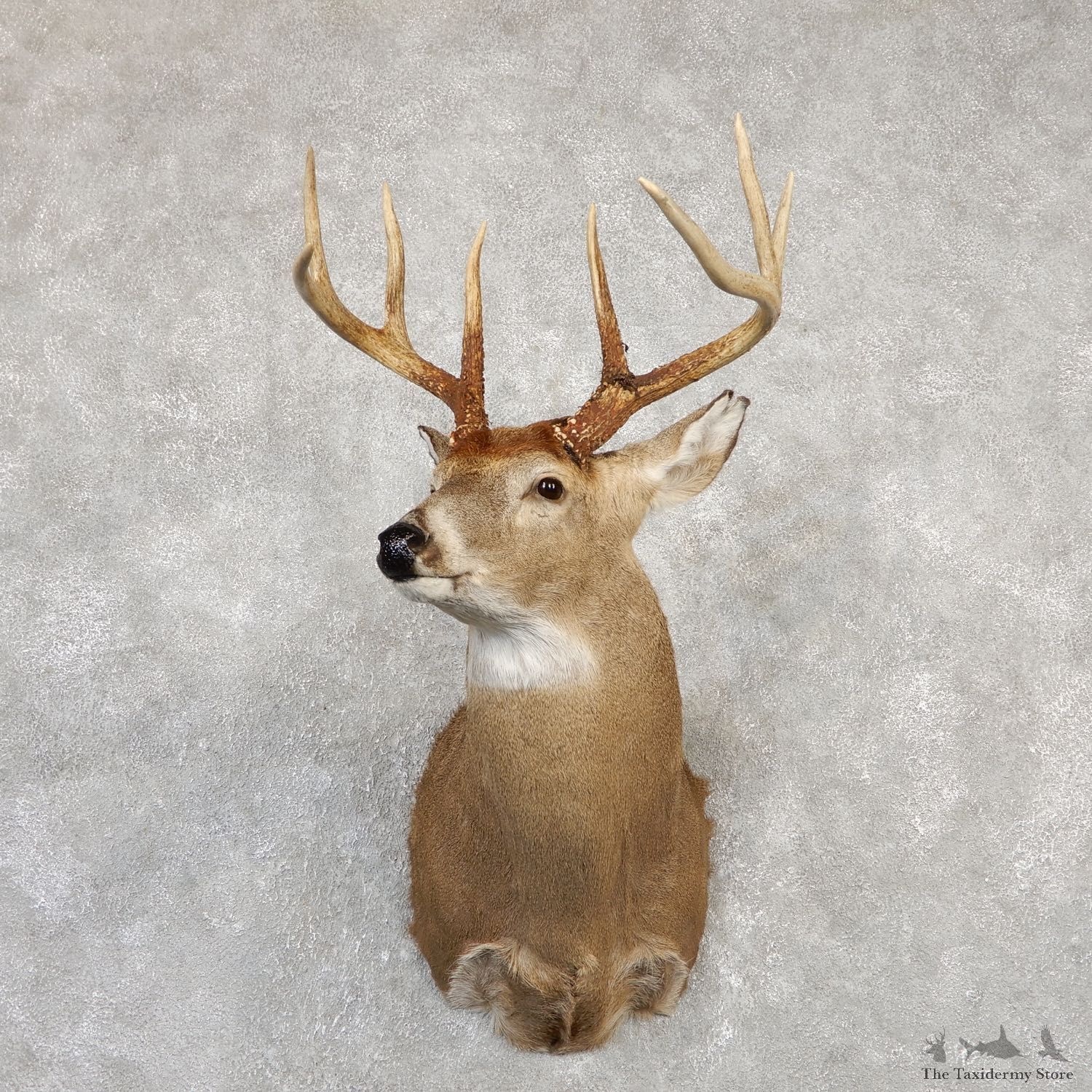 Whitetail Deer Shoulder Mount For Sale #20008 @ The Taxidermy Store