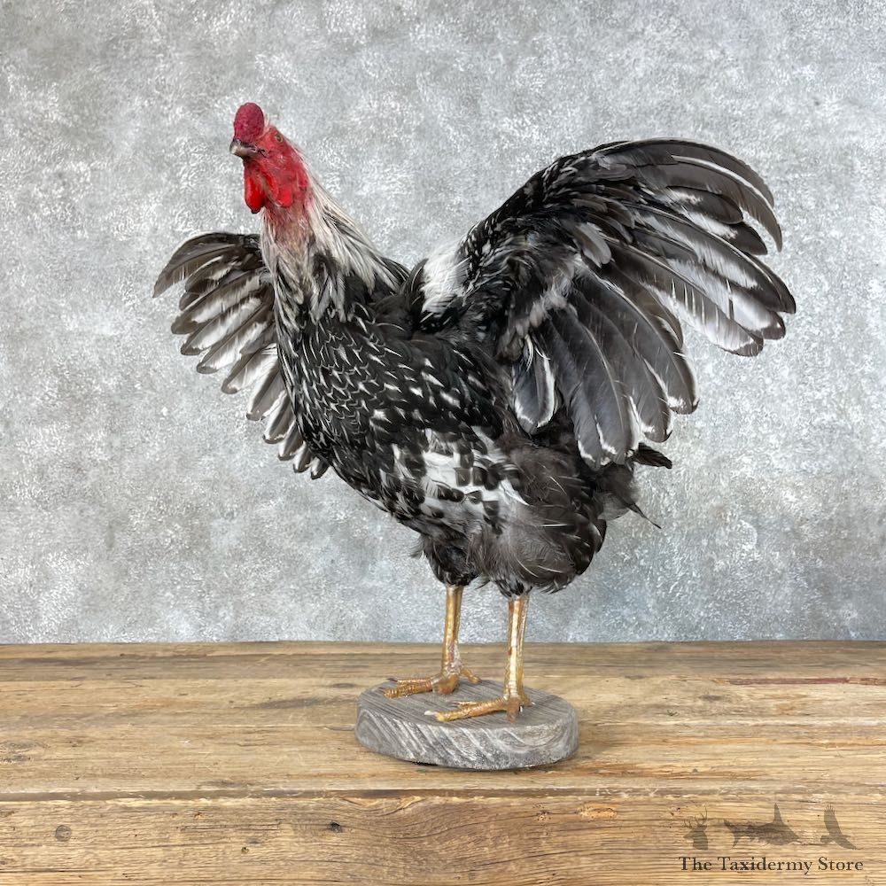 Silver Laced Wyandotte Chicken Rooster Bird Mount For Sale #25347 @ The Taxidermy Store
