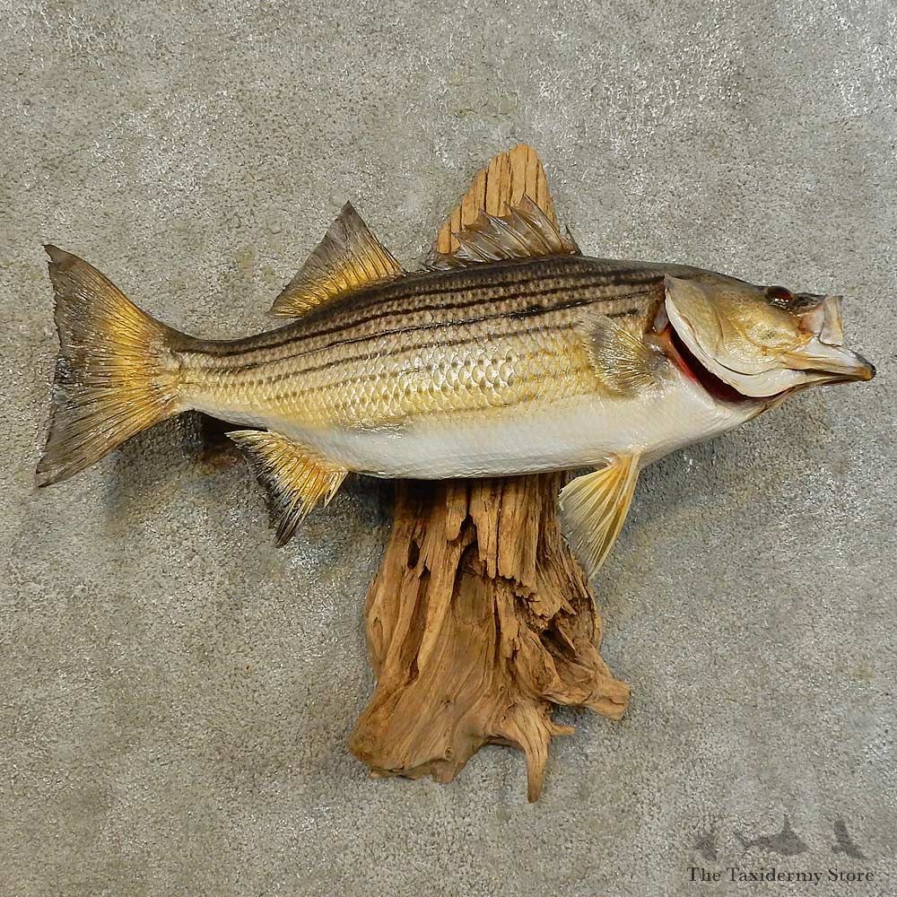 Striped Bass Freshwater Fish Mount For Sale #16538 @ The Taxidermy Store