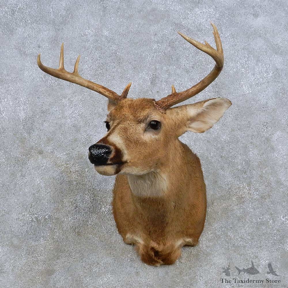 Whitetail Deer Shoulder Mount For Sale #14313 @ The Taxidermy Store