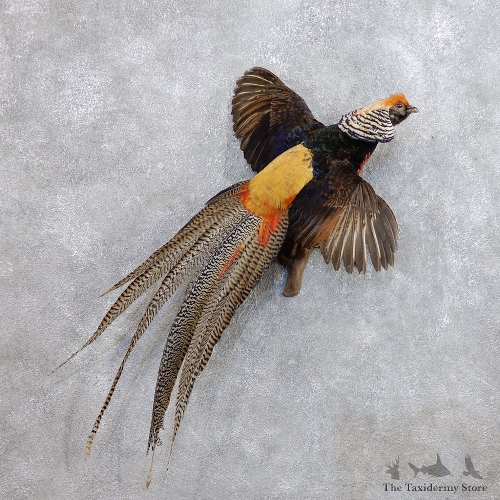 Flying Lady Amherst Golden Pheasant Taxidermy #18654 For Sale @ The Taxidermy Store
