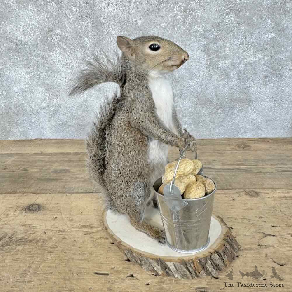 Grey Squirrel Novelty Mount For Sale #30586 @ The Taxidermy Store