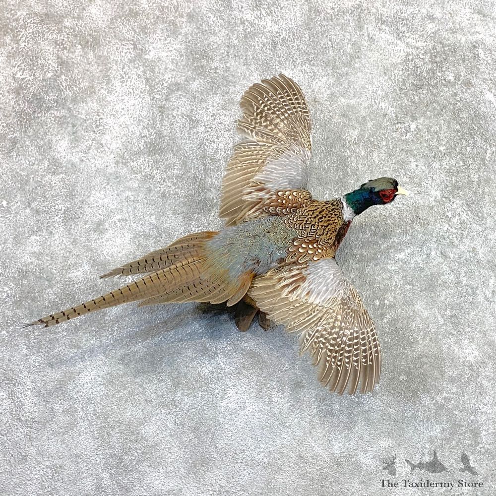 Ringneck Pheasant Bird Mount For Sale #22561 @ The Taxidermy Store