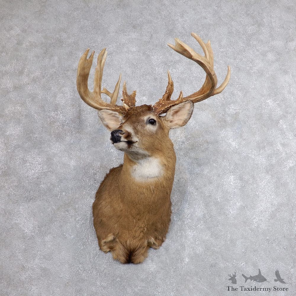 Whitetail Deer Shoulder Mount For Sale #18613 @ The Taxidermy Store