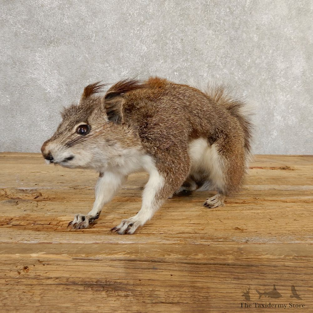 Abert's Squirrel Life-Size Mount For Sale #20763 @ The Taxidermy Store