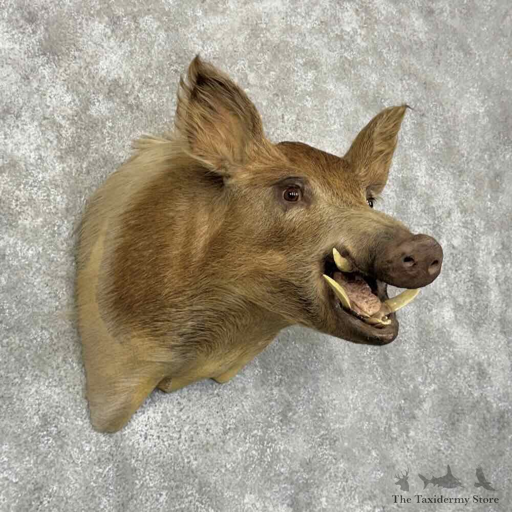 Wild Boar Shoulder Mount For Sale #30387 @ The Taxidermy Store