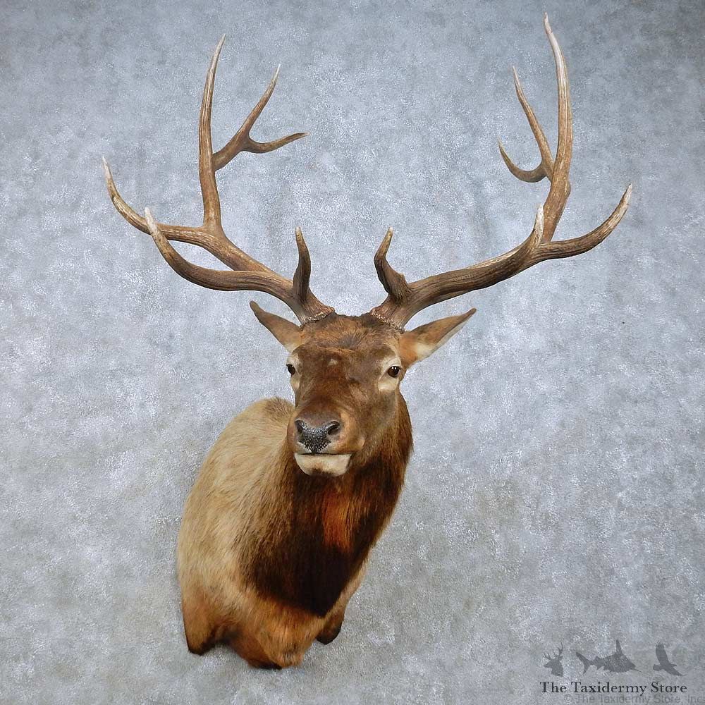Rocky Mountain Elk Mount For Sale #15018 @ The Taxidermy Store