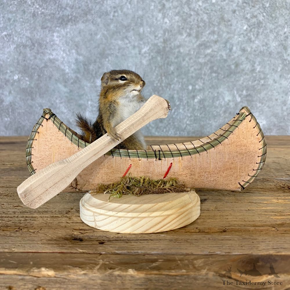 Canoe Chipmunk Novelty Mount For Sale #23255 @ The Taxidermy Store