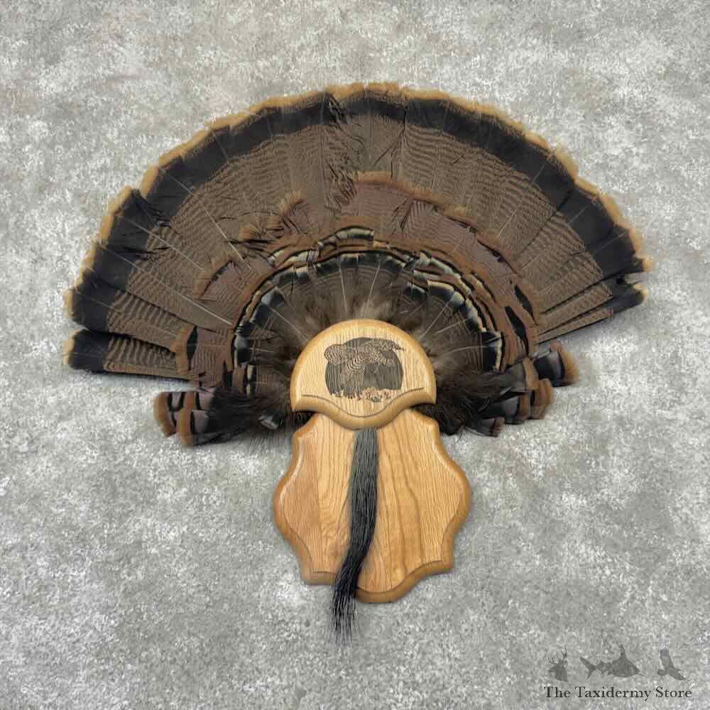 Eastern Wild Turkey Fan For Sale #32209 @ The Taxidermy Store