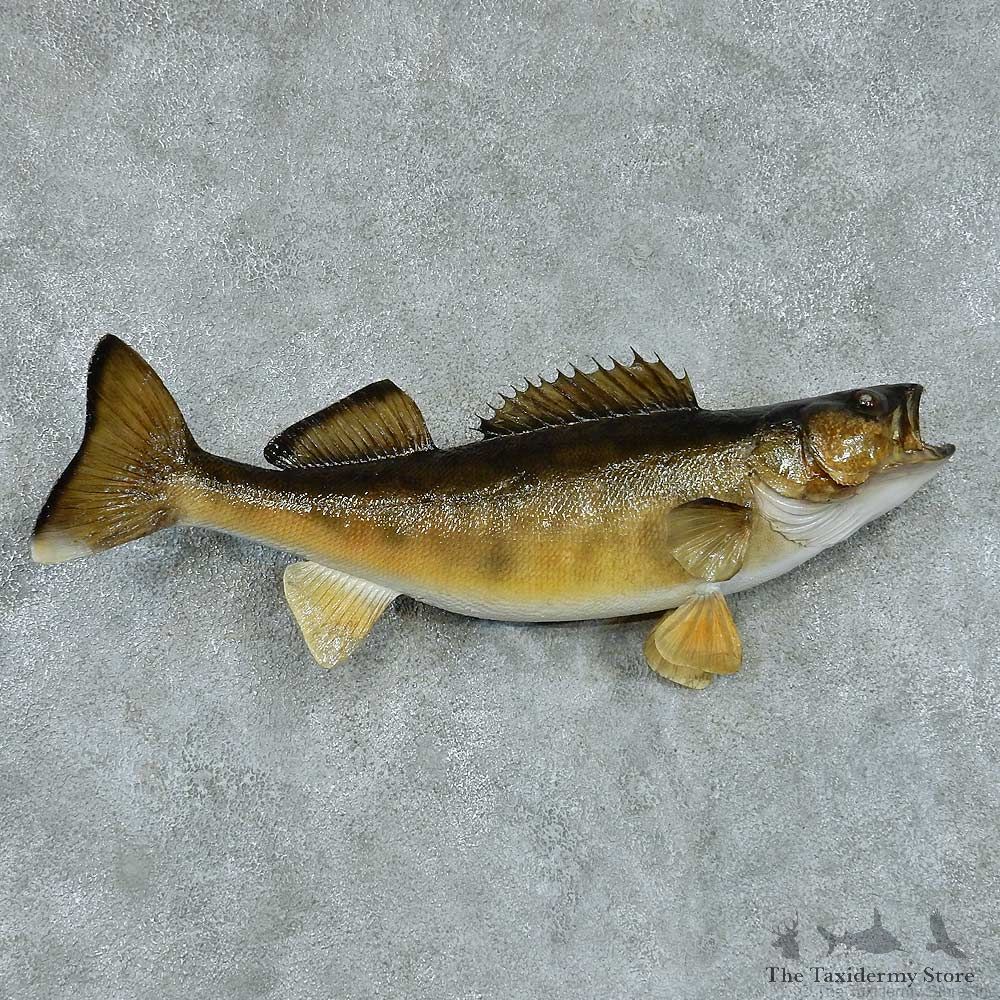 Walleye Pike Taxidermy Fish Mount #13425 For Sale @ The Taxidermy Store