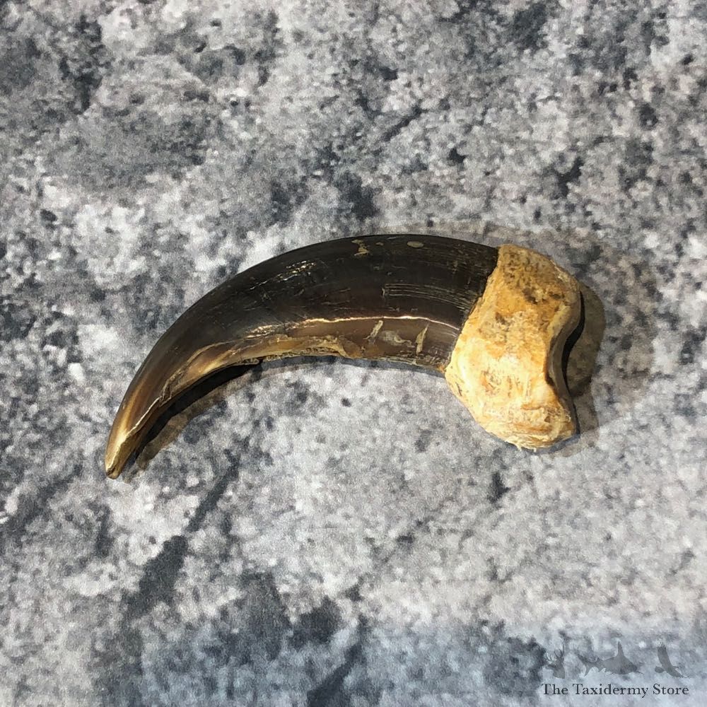Grizzly Bear Claw For Sale #18804 - The Taxidermy Store