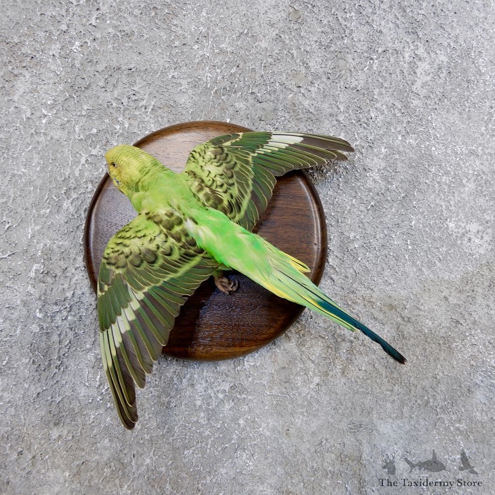 Parakeet Bird Mount For Sale #18589 @ The Taxidermy Store