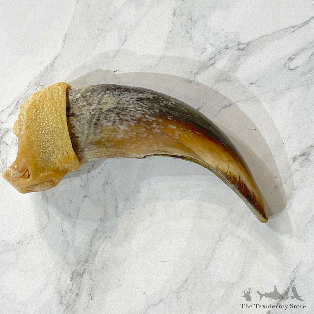 Grizzly Bear Claw For Sale #24879 - The Taxidermy Store