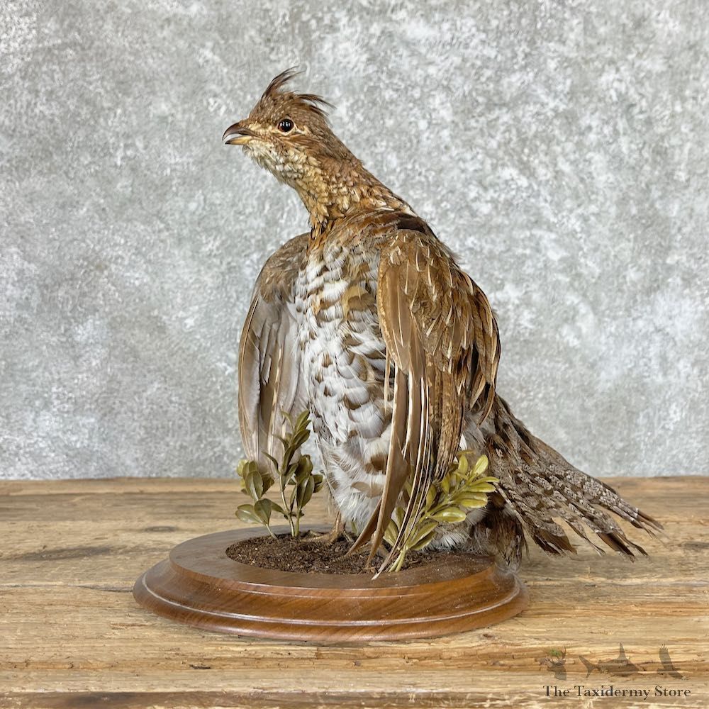 Ruffed Grouse Bird Mount For Sale #26666 - The Taxidermy Store