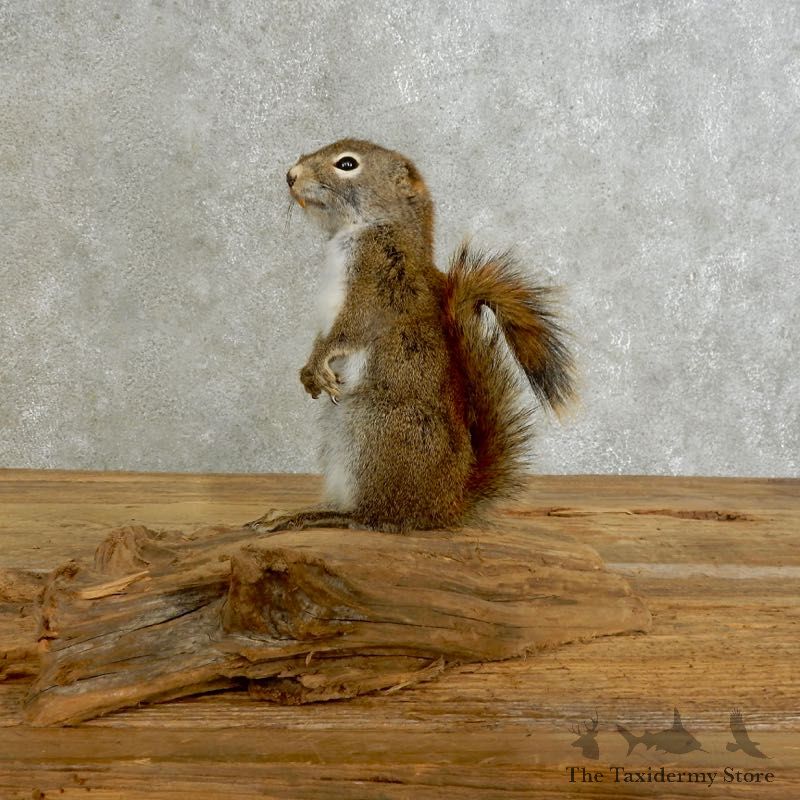 Red Squirrel Life-Size Mount For Sale #17230 @ The Taxidermy Store